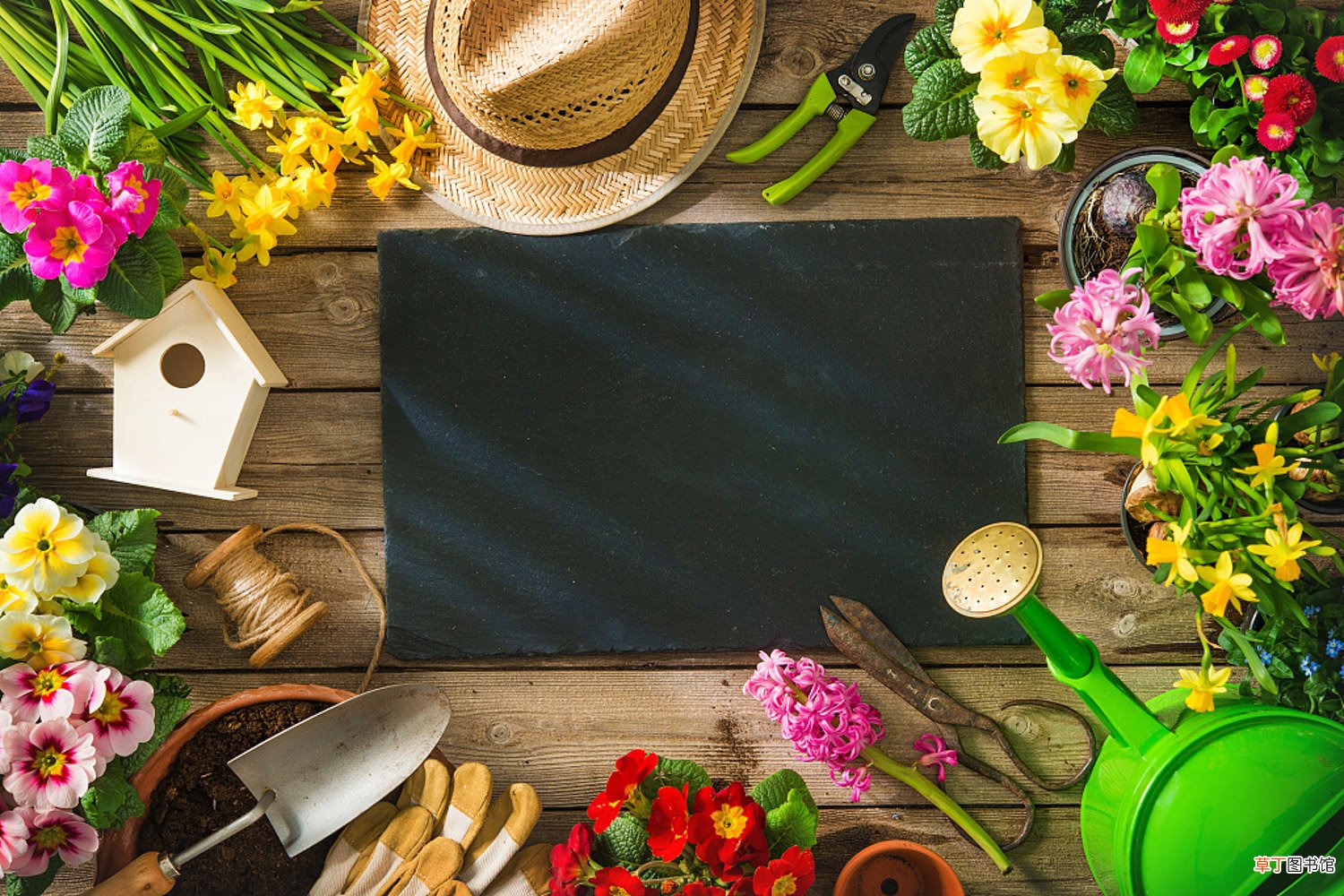 深山含笑怎么养