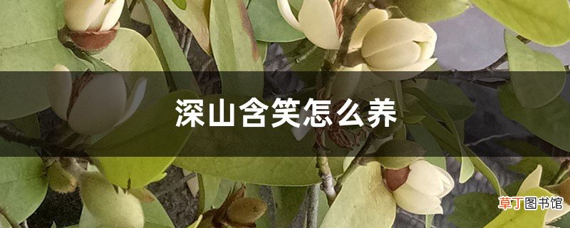 深山含笑怎么养