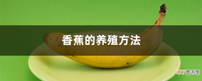 香蕉的养殖方法