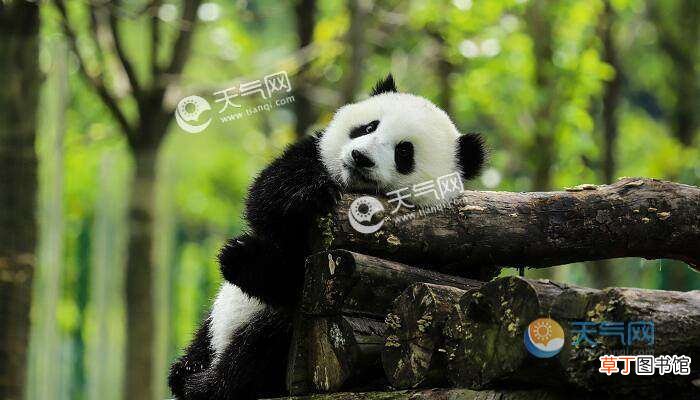 成都旅游必去的十大景点 成都必去10大景点排行