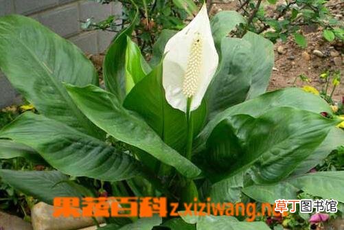一帆风顺是什么花 一帆风顺怎么养
