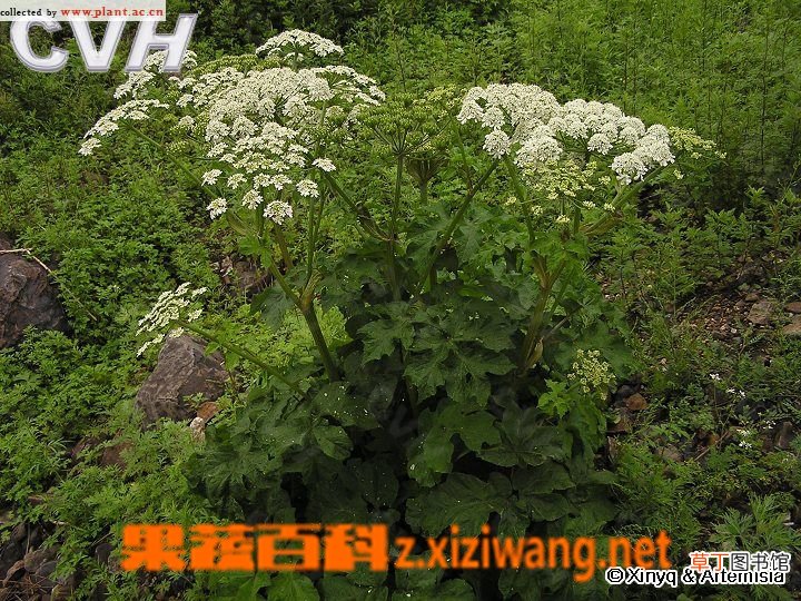 独活的功效与作用