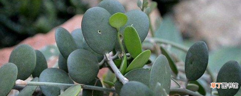 碧雷鼓几天浇一次