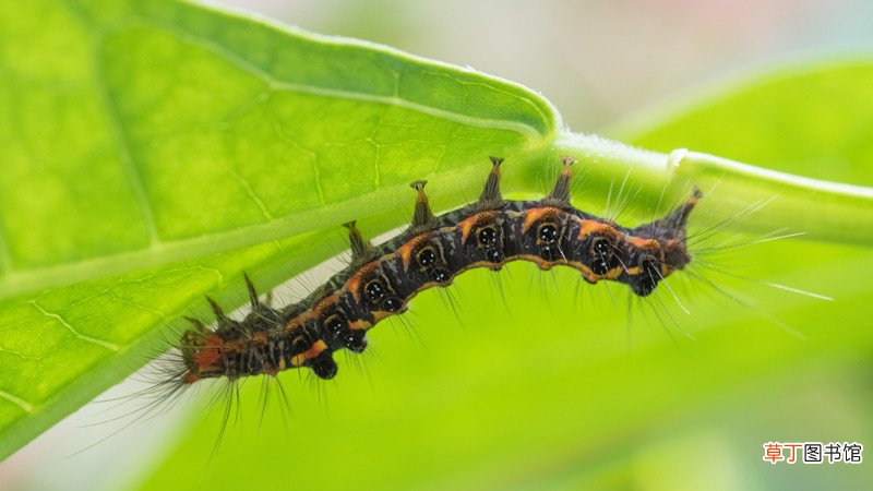 梦见好多虫子是什么意思
