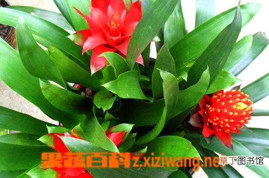 凤梨花的功效与作用