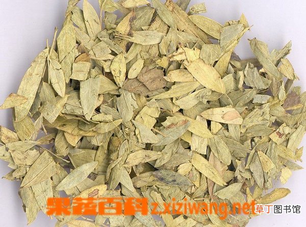 番泻叶的副作用