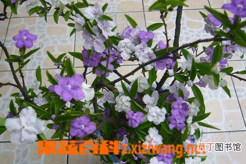双色茉莉怎么养 养殖双色茉莉的注意事项