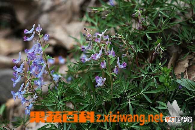 延胡索的功效与作用