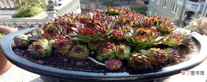 屋卷绢浇水方法
