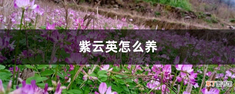 紫云英怎么养