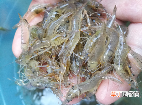 四大渔场 中国的四大渔场如今却只剩三个