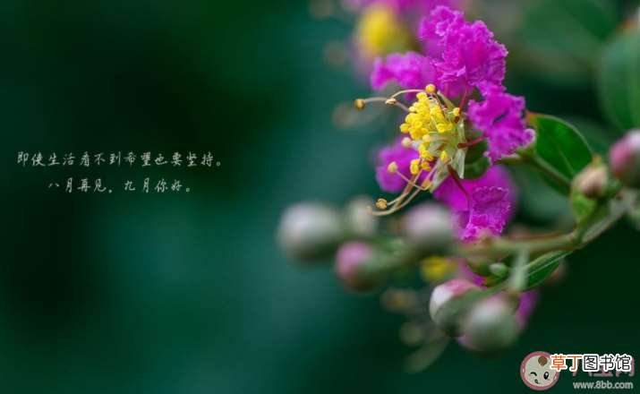 八月最后一天干净治愈的图片句子 八月最后一天小清新文案配图