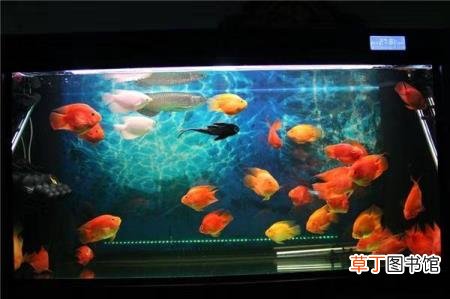 养水草可以一直不换水吗 草缸多久换水