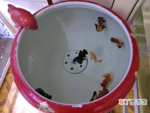 养水草可以一直不换水吗 草缸多久换水