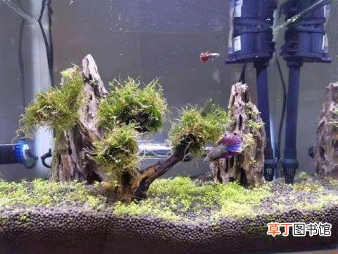 养水草可以一直不换水吗 草缸多久换水