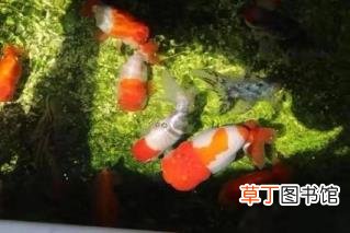 养水草可以一直不换水吗 草缸多久换水