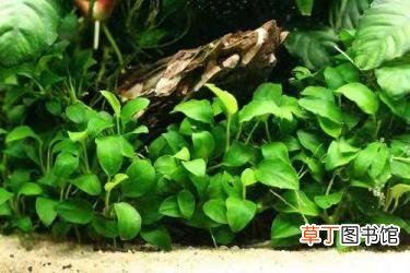 养水草可以一直不换水吗 草缸多久换水