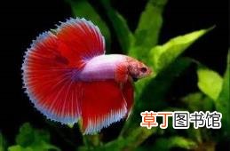 养水草可以一直不换水吗 草缸多久换水