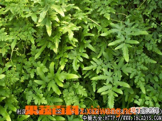 海金沙的功效与作用