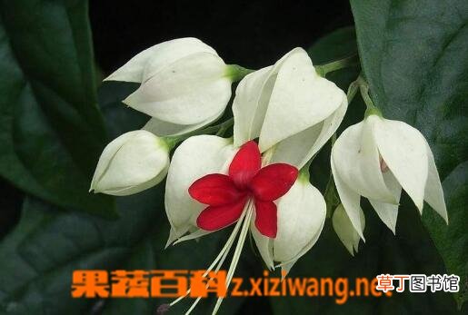龙吐珠的养殖方法与注意事项
