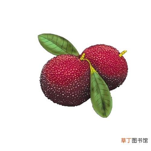 水果糖分 甜=含糖多？不甜=含糖少？