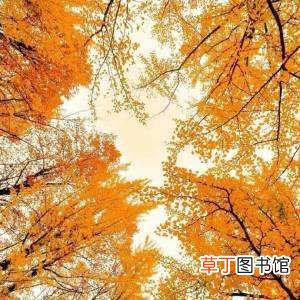 窗子以外 林徽因《窗子以外》品鉴