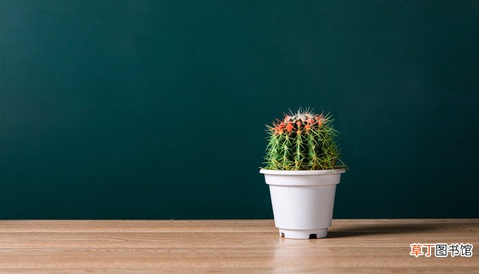 梦见人家送我仙人掌大树