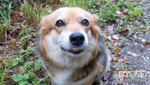 狗为什么不能吃猪肉 狗为什么不能吃鸡骨头