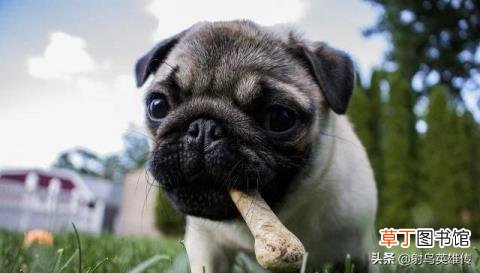 狗为什么不能吃猪肉 狗为什么不能吃鸡骨头