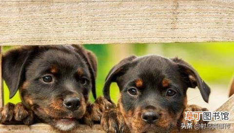 狗为什么不能吃猪肉 狗为什么不能吃鸡骨头