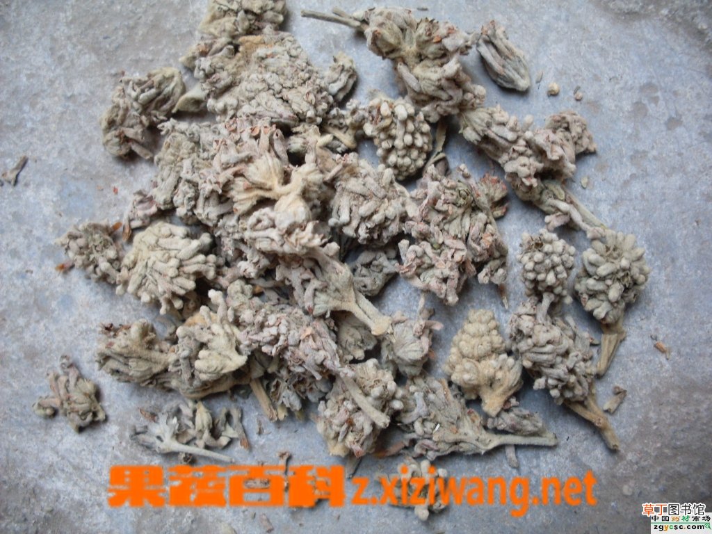 密蒙花的功效与作用