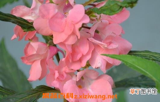 凤仙花的药用价值与功效