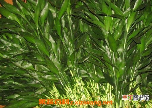富贵竹叶子发黄怎么办 富贵竹叶子发黄的原因与处理方法