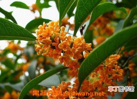 桂花的用处有哪些 桂花的作用介绍
