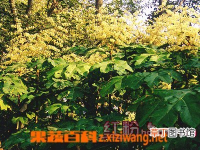 茯苓的作用与功效