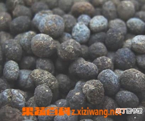 夜明砂的功效与作用