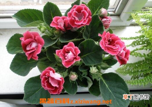 能净化室内空气的植物有哪些