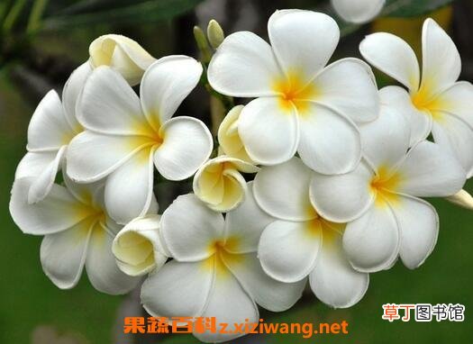 鸡蛋花的养殖方法与注意事项