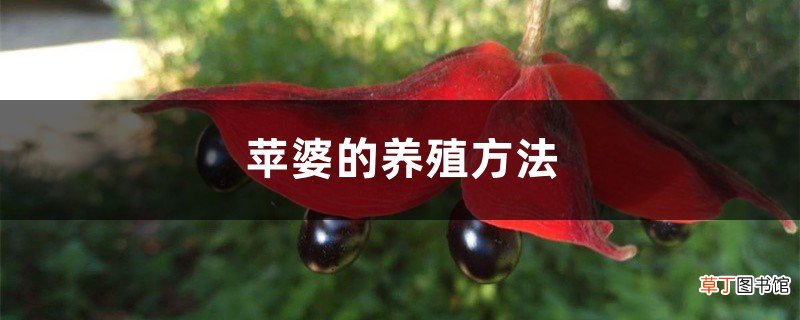 苹婆的养殖方法