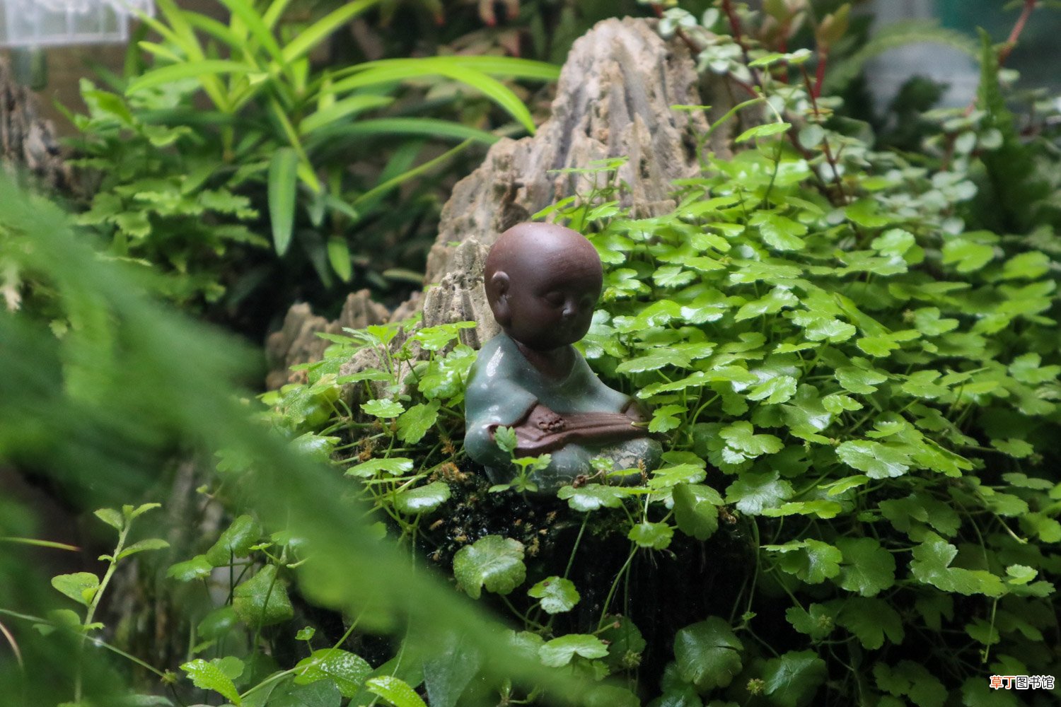 天胡荽的养殖方法