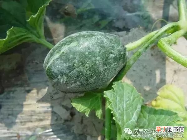 甜瓜病害 甜瓜高清病虫害图谱大集合！