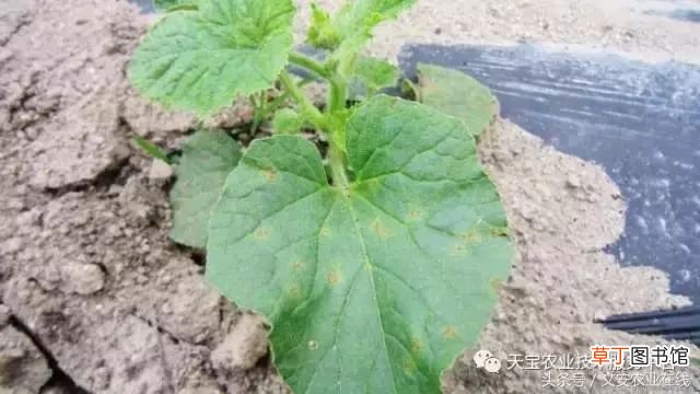 甜瓜病害 甜瓜高清病虫害图谱大集合！