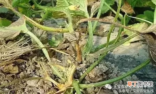 甜瓜病害 甜瓜高清病虫害图谱大集合！