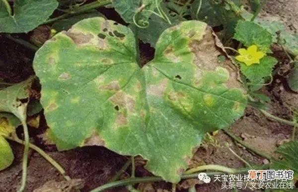 甜瓜病害 甜瓜高清病虫害图谱大集合！