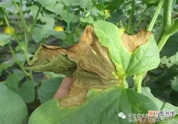 甜瓜病害 甜瓜高清病虫害图谱大集合！