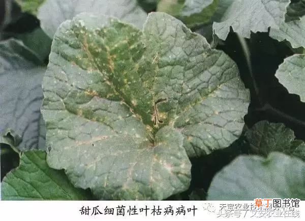 甜瓜病害 甜瓜高清病虫害图谱大集合！