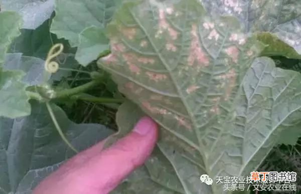 甜瓜病害 甜瓜高清病虫害图谱大集合！