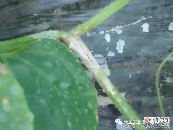 甜瓜病害 甜瓜高清病虫害图谱大集合！