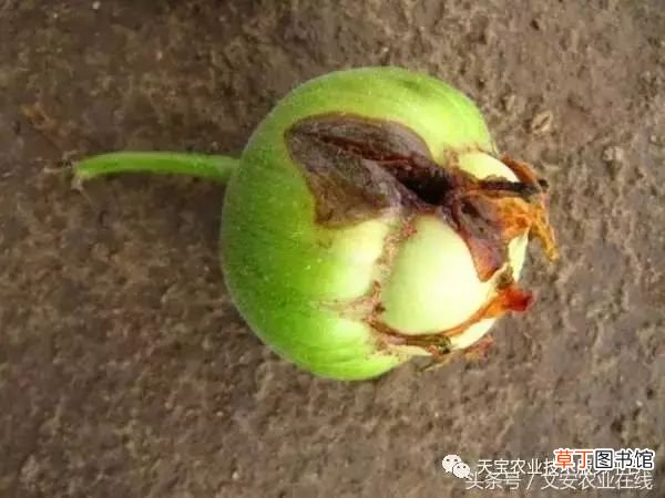 甜瓜病害 甜瓜高清病虫害图谱大集合！