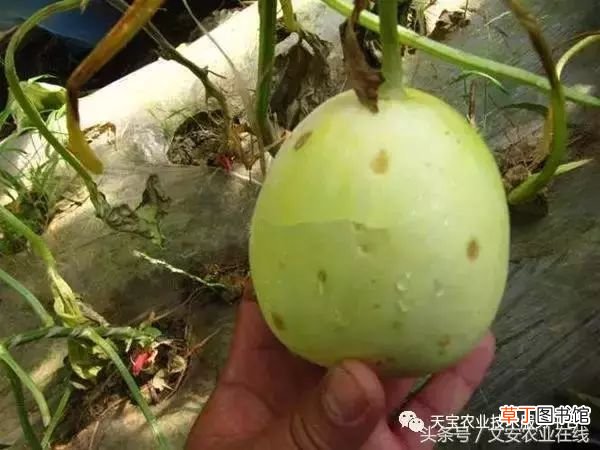 甜瓜病害 甜瓜高清病虫害图谱大集合！